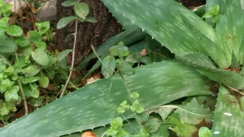 Inti Mayu in Villa Cura Brochero, Argentina