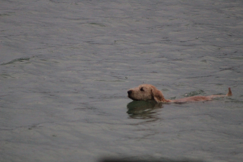 Lorelei Resort - photo 36
