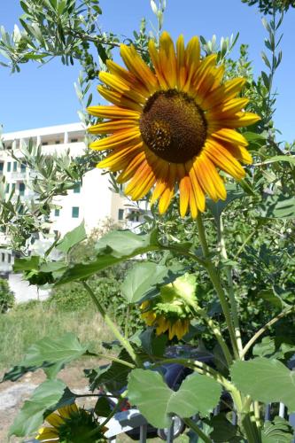 Sunflower — Split — photo 2