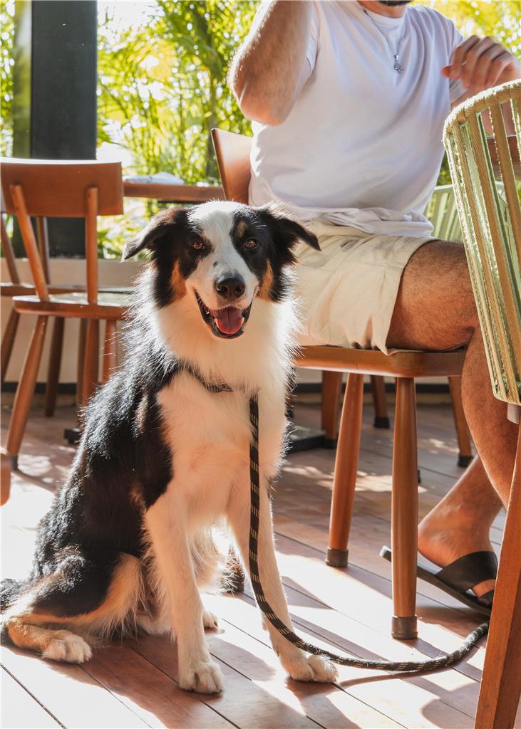 DogFriendly
