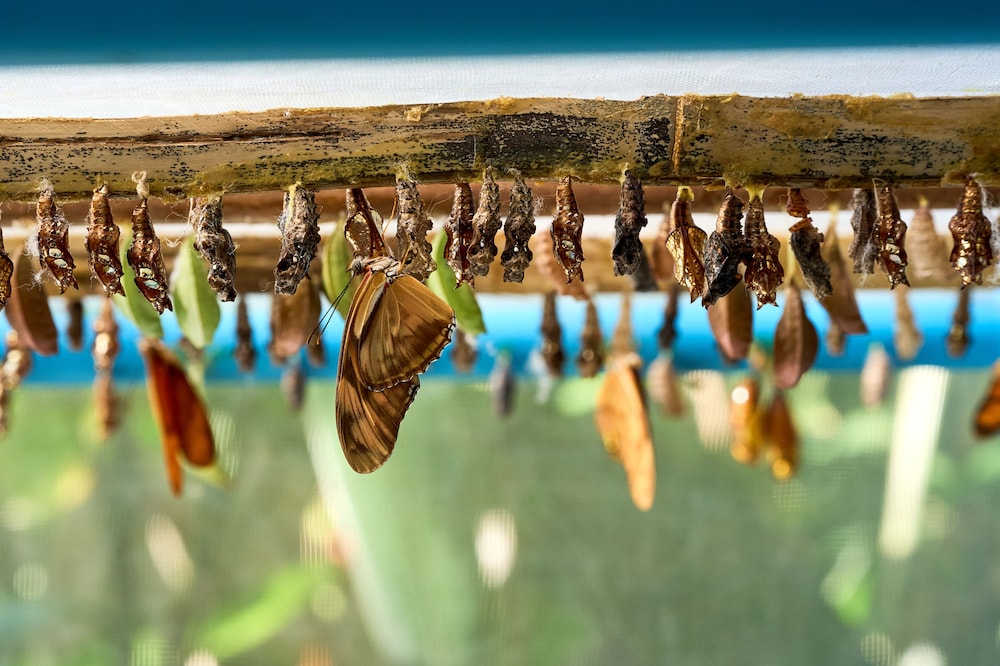 אזורי ילדים