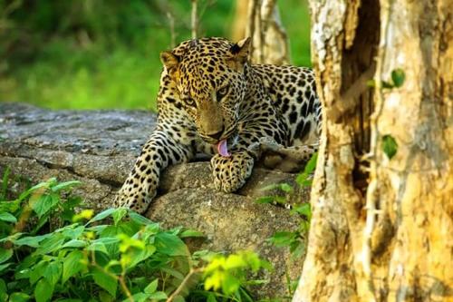 Athmansala Safari resort in Ratnapura, Sri Lanka