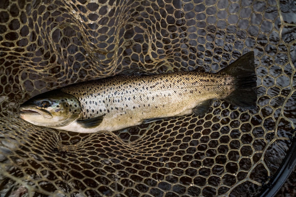 Tailwater Lodge Altmar Tapestry Collection by Hilton - photo 119