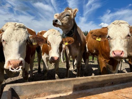Knapphof in Reit Im Winkl, Germany