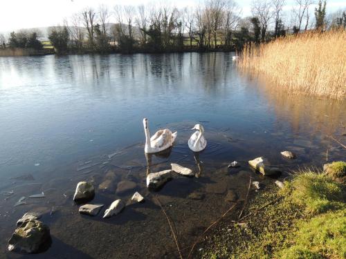 Sally's Garden - carbon neutral hotel in Warrenpoint