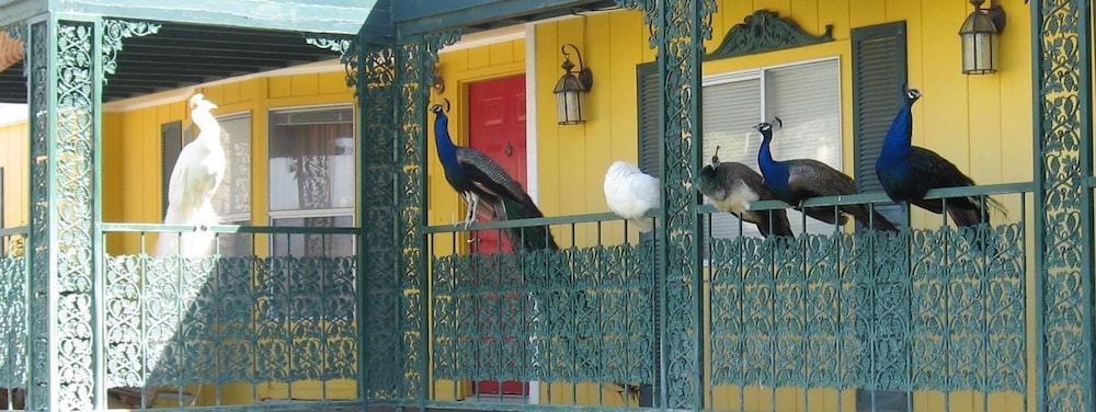 Shady Lady Bed & Breakfast - photo 37