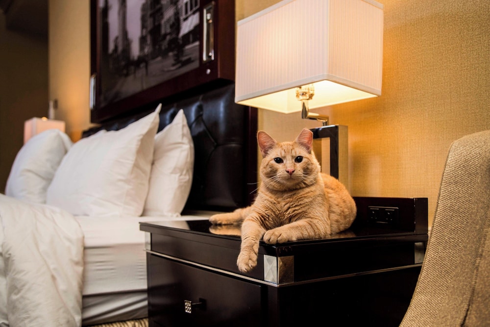 The Algonquin Hotel Times Square Autograph Collection - photo 25