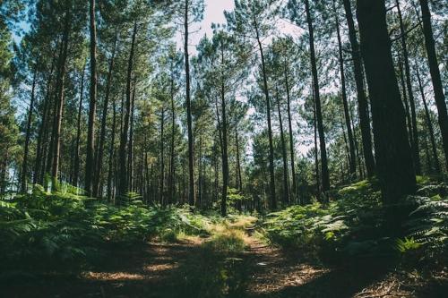 Nid Douillet Sous Les Pins — Seignosse