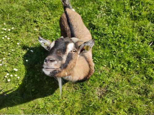 Bernhardhof in Engerwitzdorf, Austria