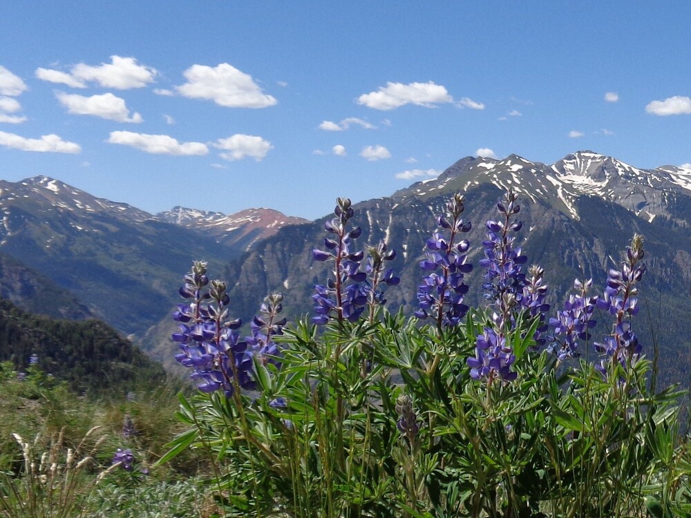 Ouray Inn - photo 50