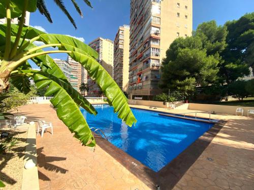 Don Miguel I 2 - last minute hotel in Benidorm
