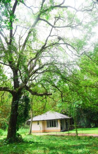Debaraliyadda Estate in Katunayaka, Sri Lanka
