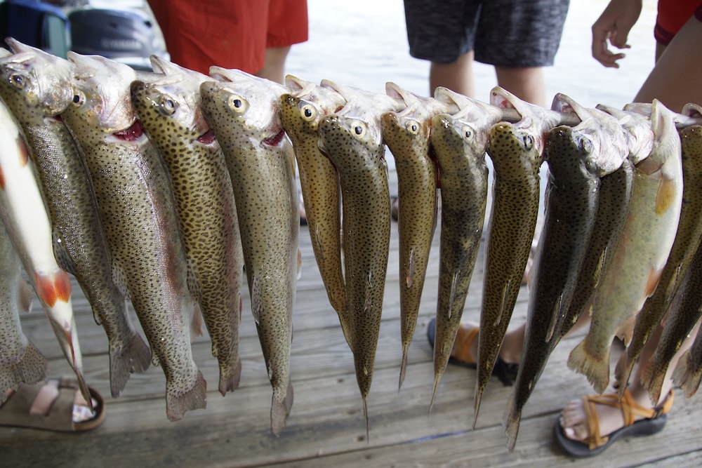 Jack's White River Fishing Resort - photo 60