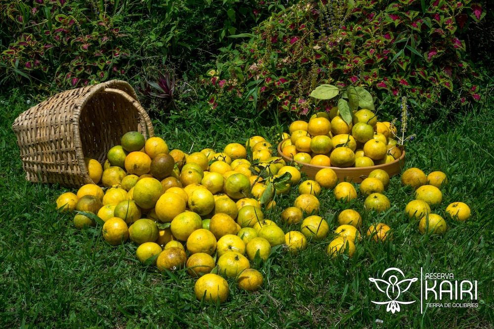 Reserva Kairi in Manizales, Colombia