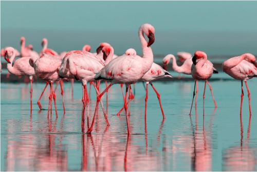 Les Flamants Roses — hotel in Chateaubriant