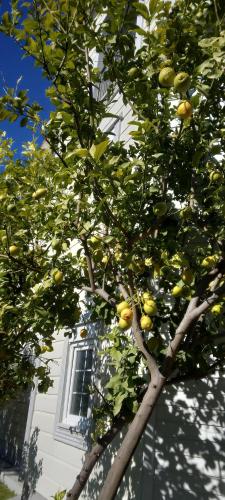 villaLemoon — Belek — photo 2