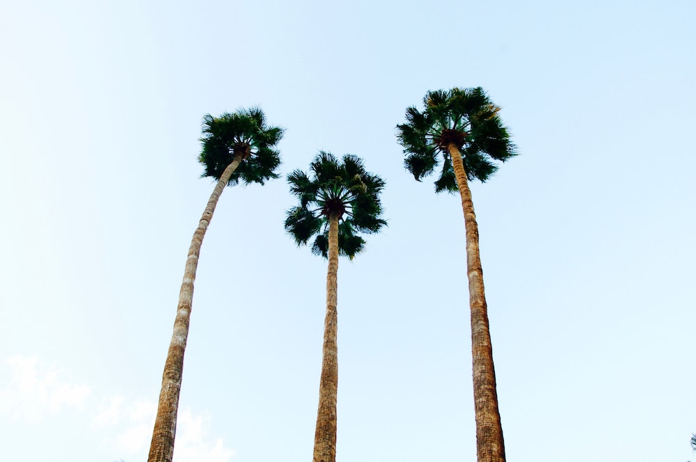 Delos Reyes Palm Springs - photo 46