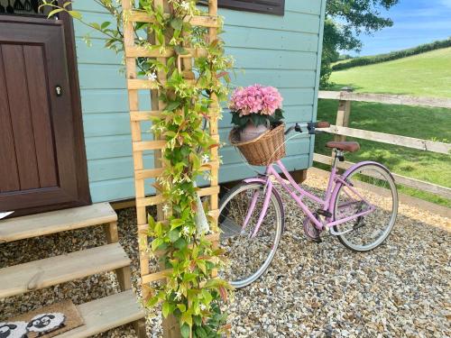 Little Bo Peep — Barnstaple — photo 5