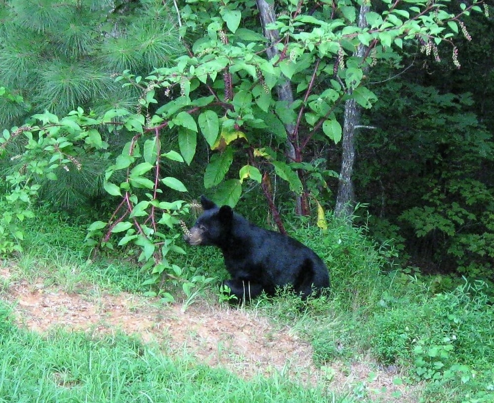 The Villas at Coosawattee River Resort - photo 146