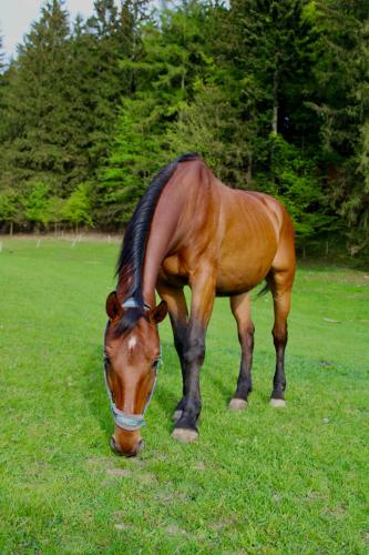 Statek U Rajmunda zemědělská farma in Velke Karlovice, Czech Republic