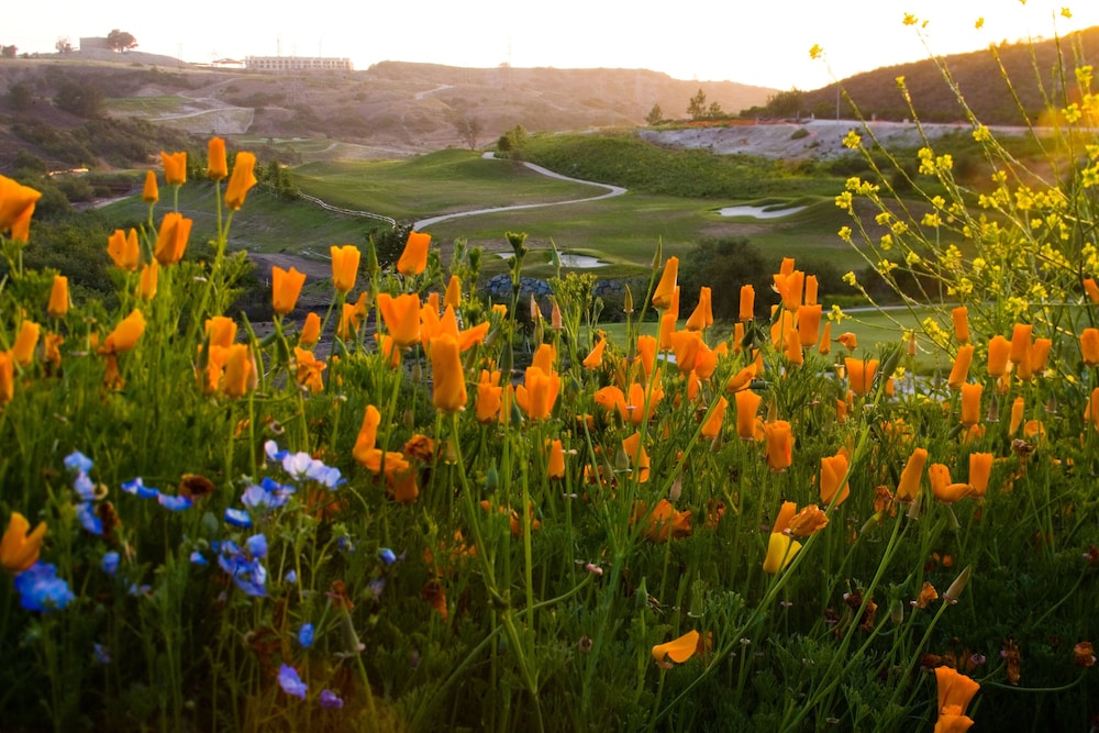 Westin Carlsbad Resort & Spa - photo 60