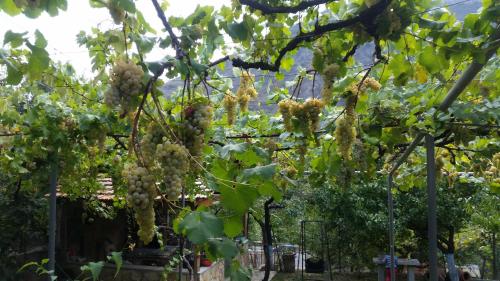 Guest House Ucha