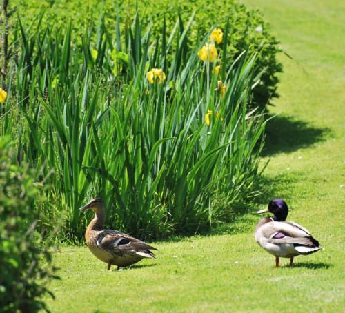 Lakeview Cottage — Callington — photo 5