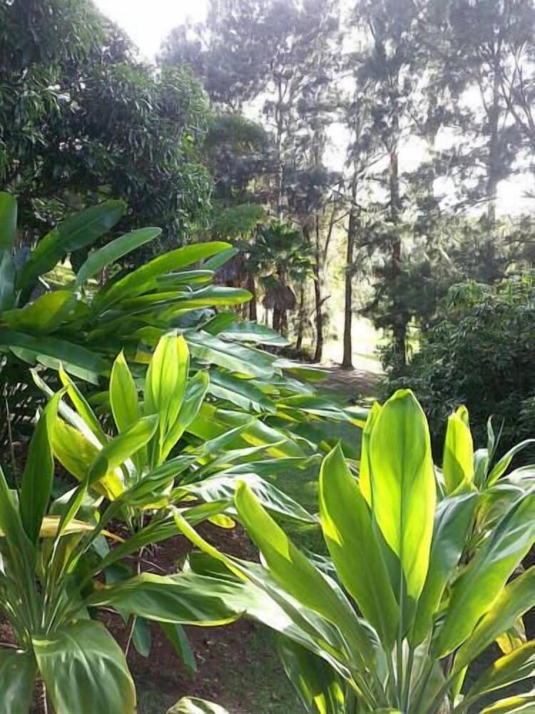 Hale Kukui Orchard & Cottages - photo 33