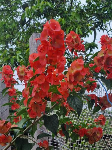 Finca La Carolina pet-friendly hotel Palocabildo