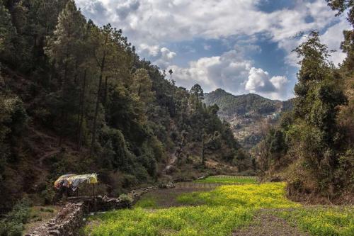 Suro Treehouse Resort — Shimla — photo 2