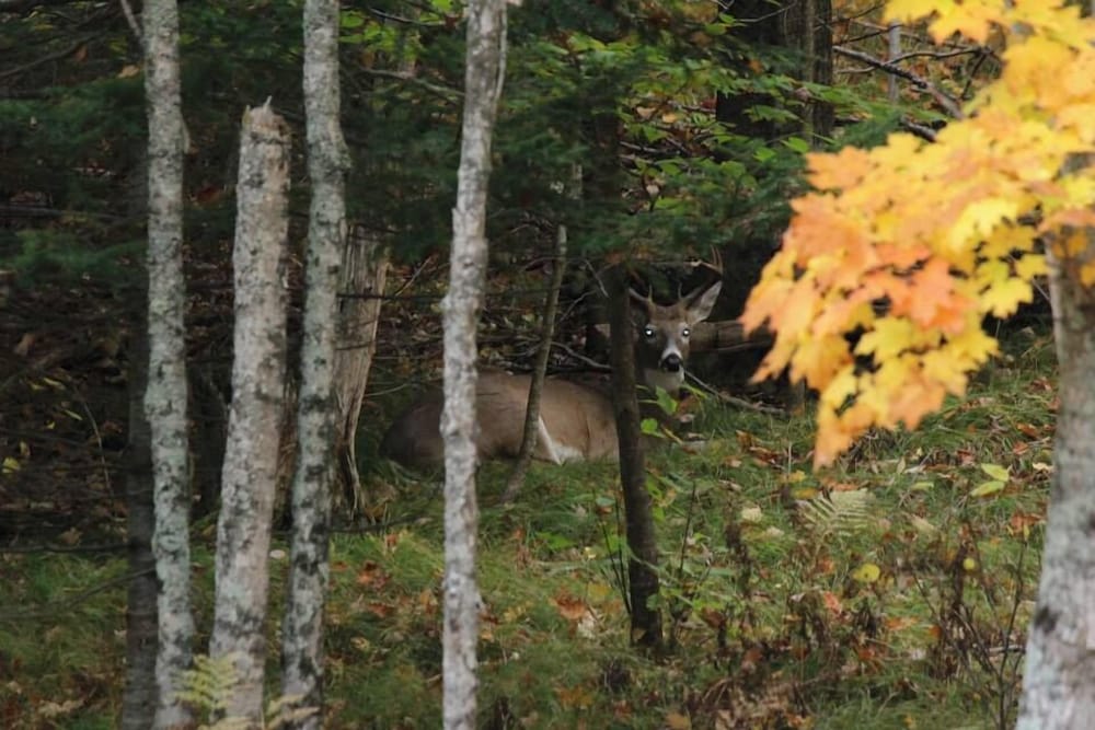 Chicaugon Lake Inn - photo 48