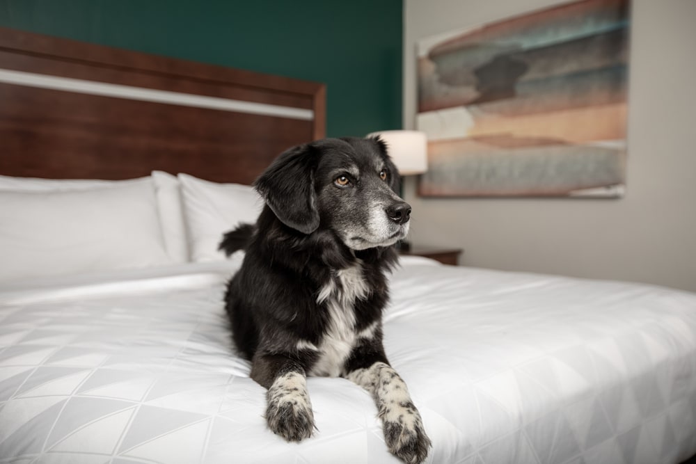Holiday Inn Hotel & Suites Durango Downtown by IHG - photo 8