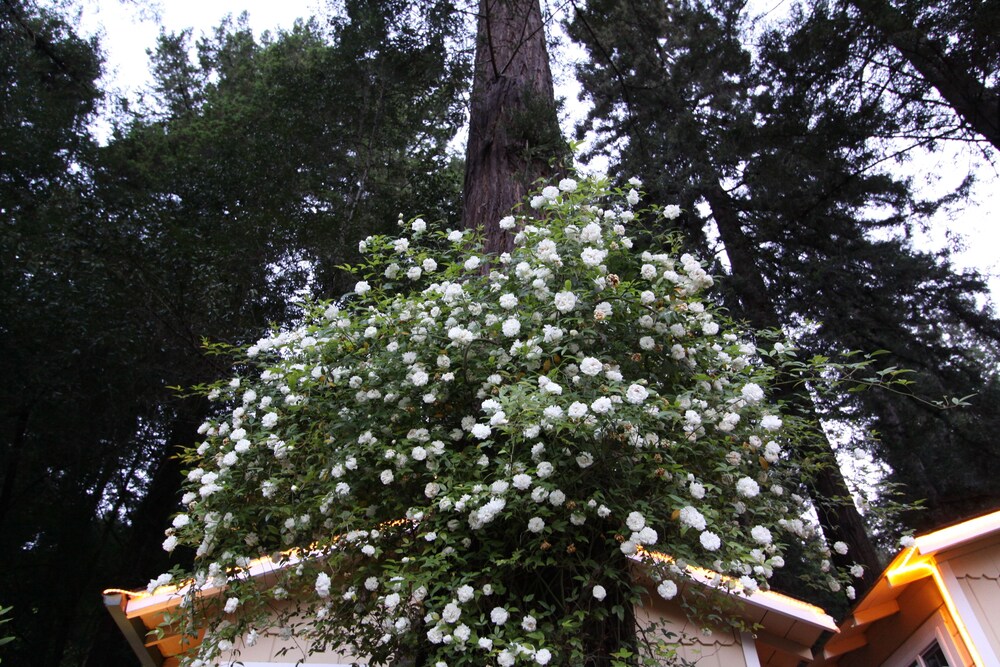 Fern Grove Cottages - photo 78