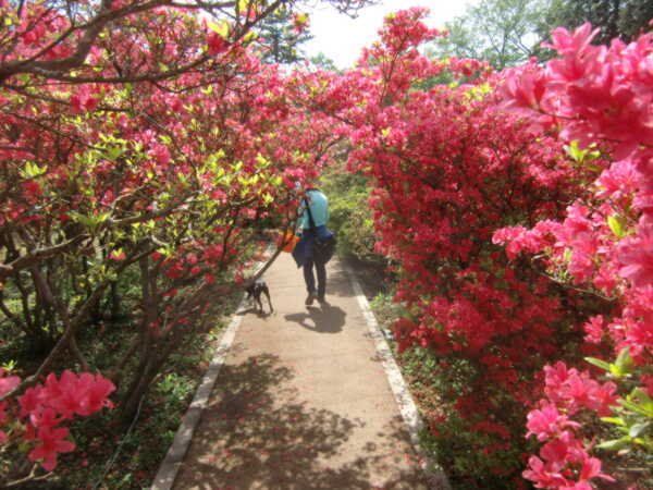 Umi Ga Mieru Aiken No Yado Garasu No Koinu in Ito, Japan