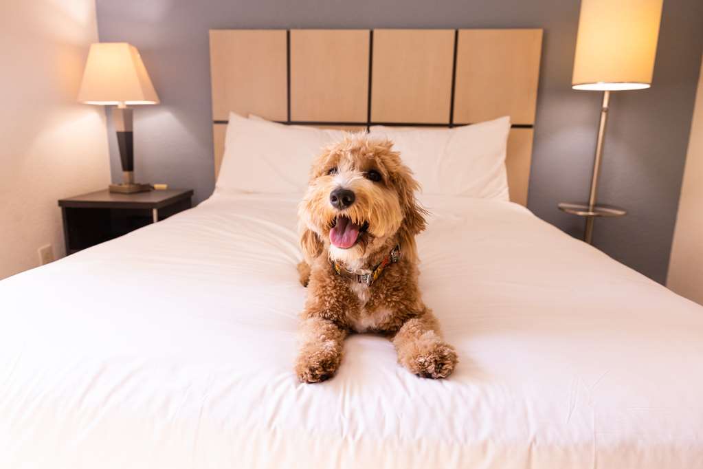 Sonesta Simply Suites Albuquerque Midtown - photo 18