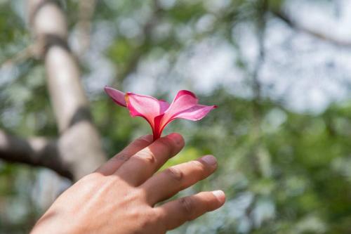 New Harmony House Enjoy A Little Peace Of Aloha — 4-Star Luxury Hotel in Captain Cook, United States