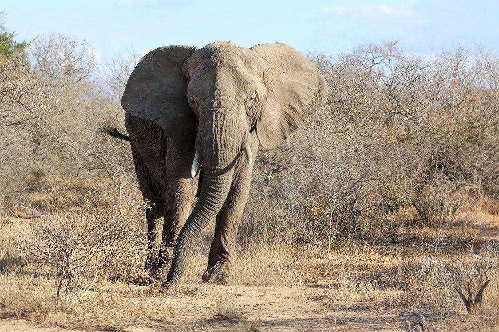 Lions Place in Phalaborwa, South Africa