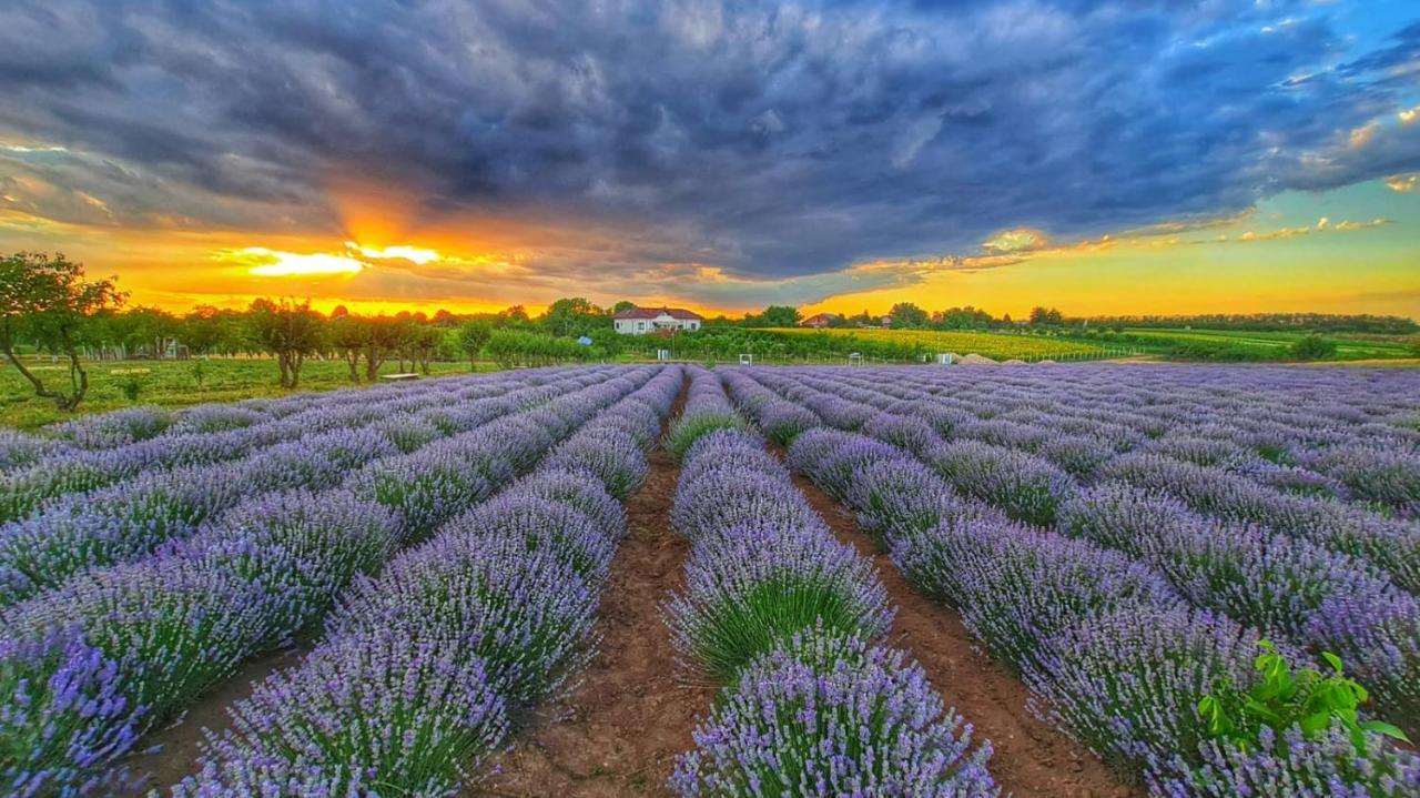 Glamping Livada cu lavanda - last minute hotel in Unknown City