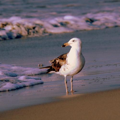 3 Dolphins in Unknown City, South Africa