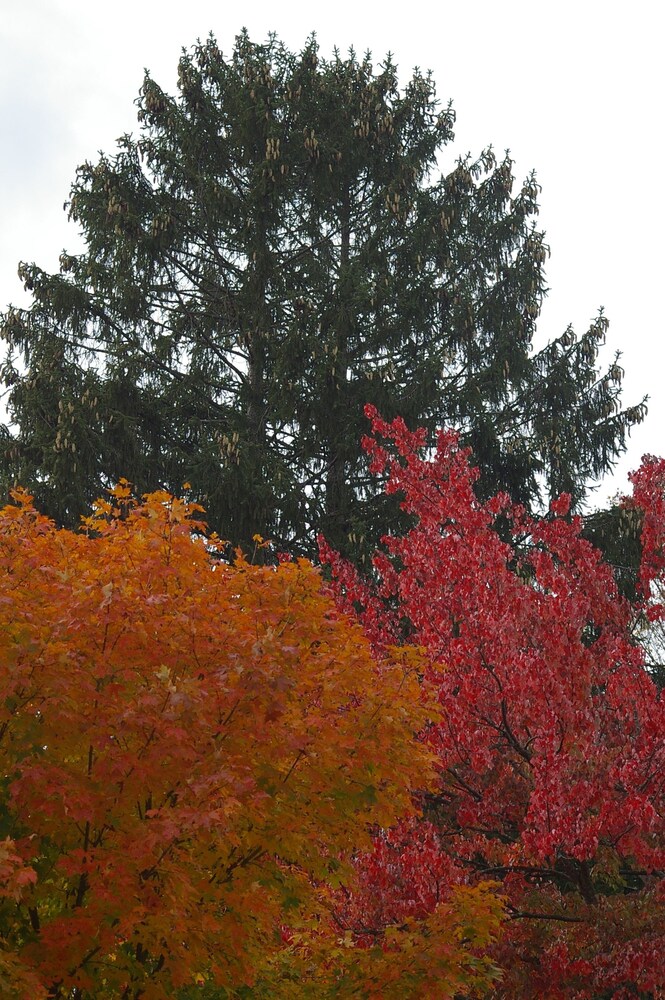 Inn Victoria - photo 40