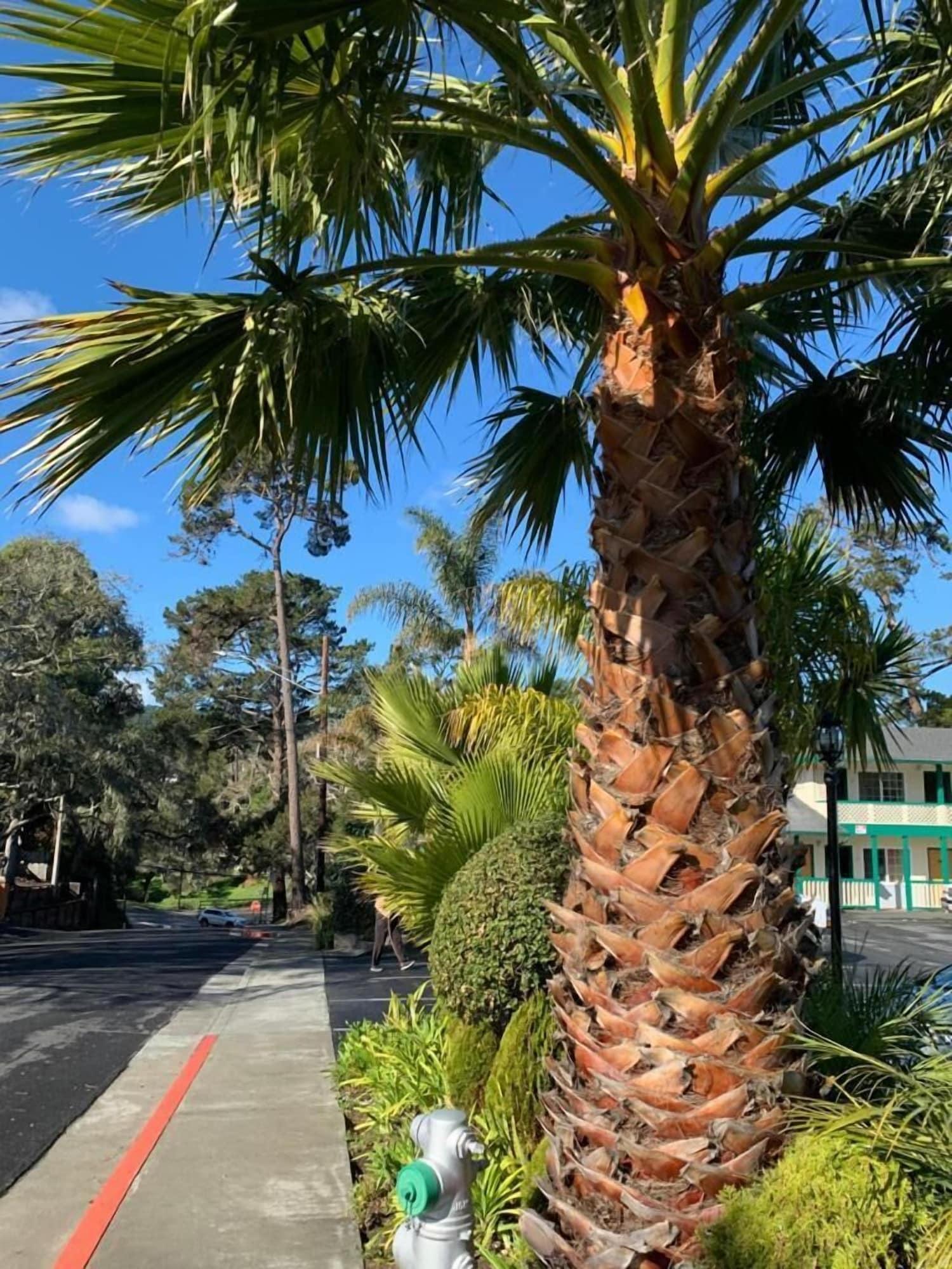 Monterey Pines Inn - photo 16