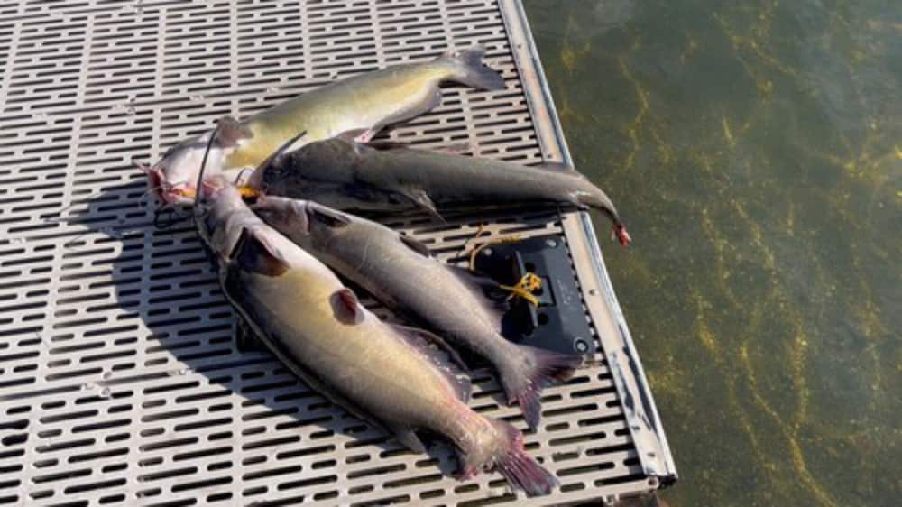 Blue Fish Cove Resort - photo 65