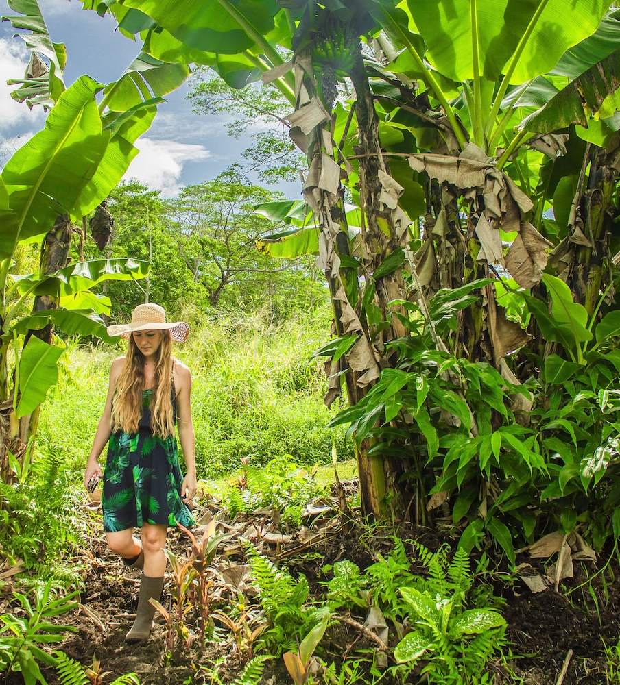 Hawaiian Sanctuary - photo 35
