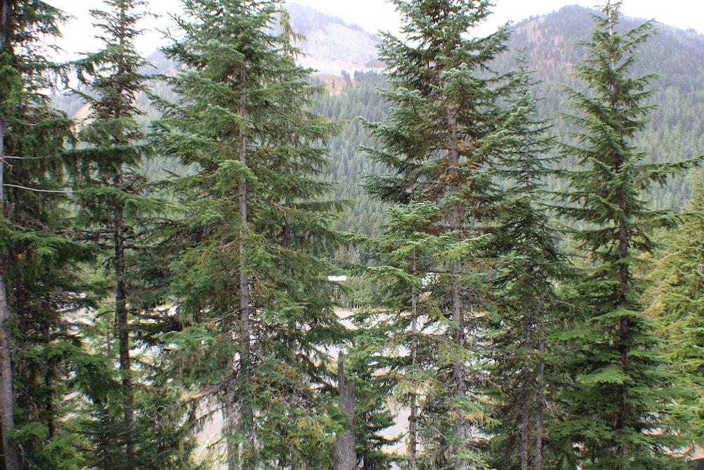 Crystal Chalets Condominiums at Crystal Mountain Ski Resort - photo 174