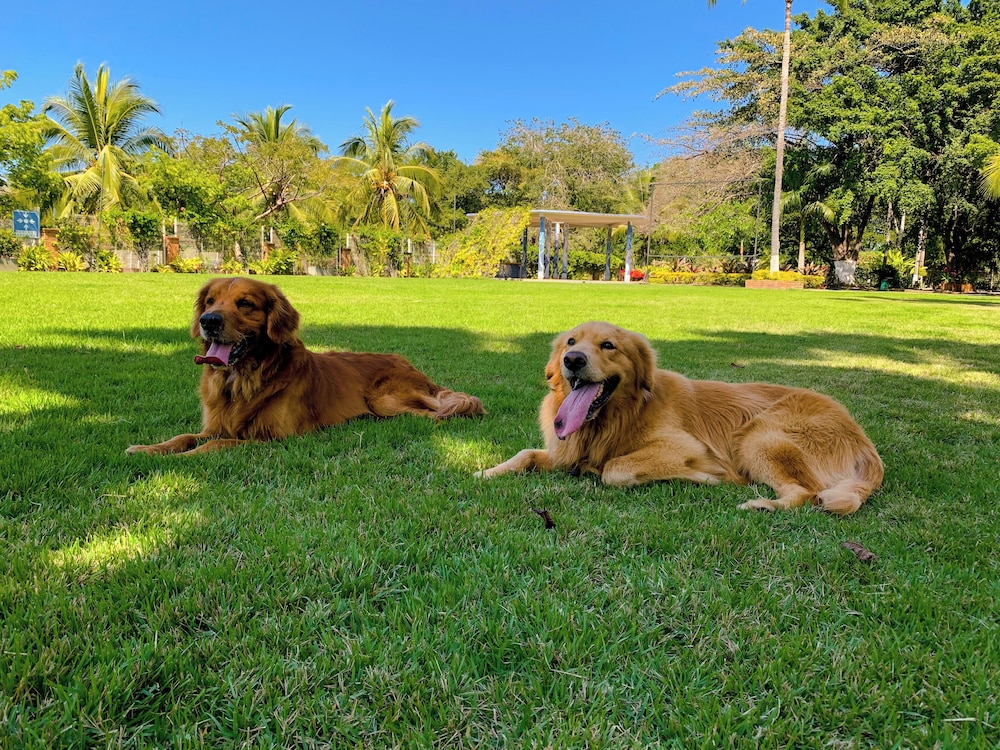 Pet-friendly