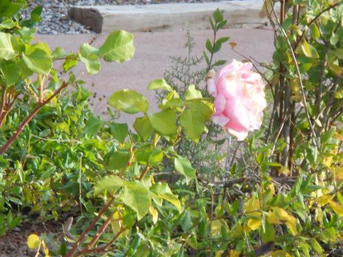 Apple Orchard Inn - photo 42