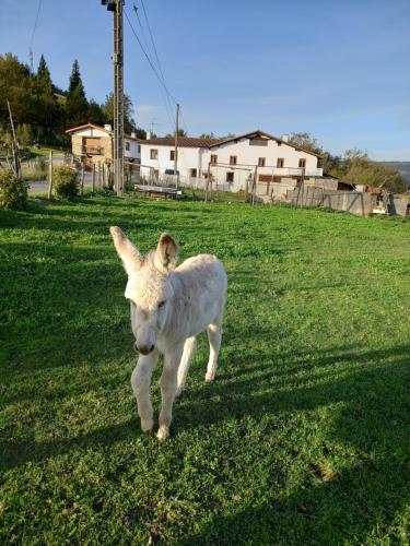 Agroturismo Pagoederraga — Orio — photo 3