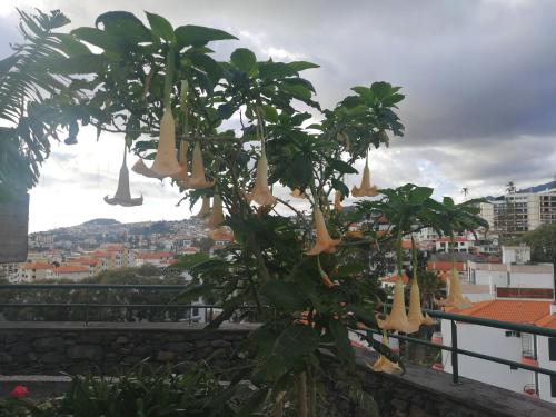 Casa Vanday — 4-Star Luxury Hotel in Funchal, Portugal
