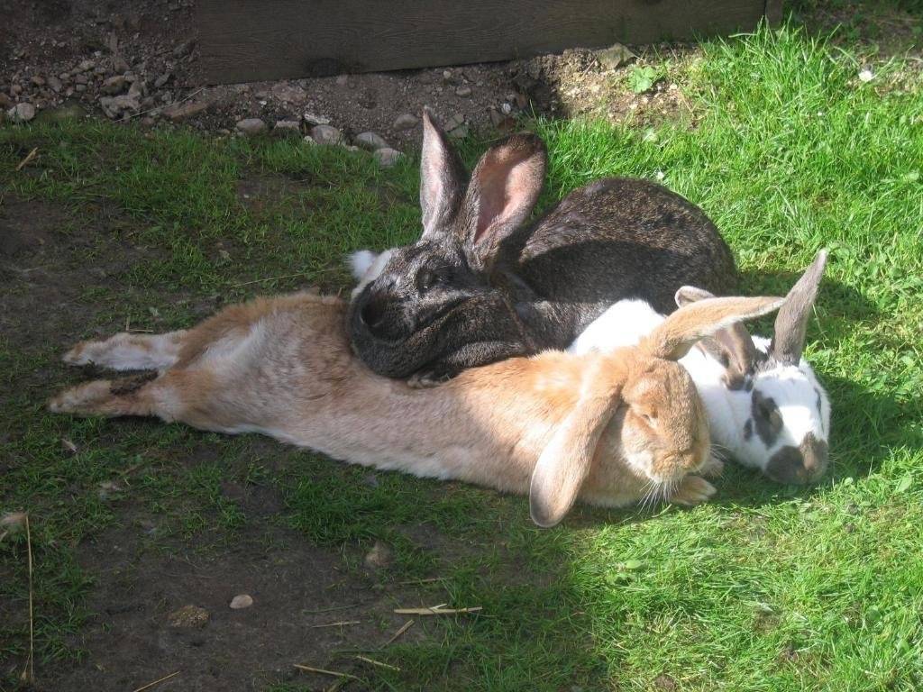 Bauernhof Haim in Mitterndorf Im Steirischen Salzkammergut, Austria