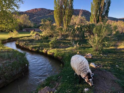 Canyon Of The Ancients Guest Ranch - photo 5
